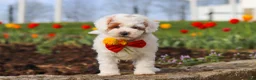 Miniature Poodle dogs for sale: Charles - Ad 1