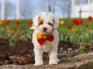 Miniature Poodle dogs for sale: Charles - Ad 2