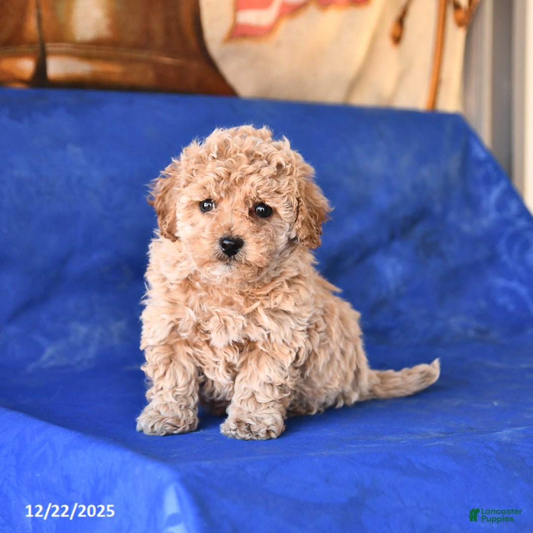 Bichpoo dogs for sale: Teddy - Ad 3