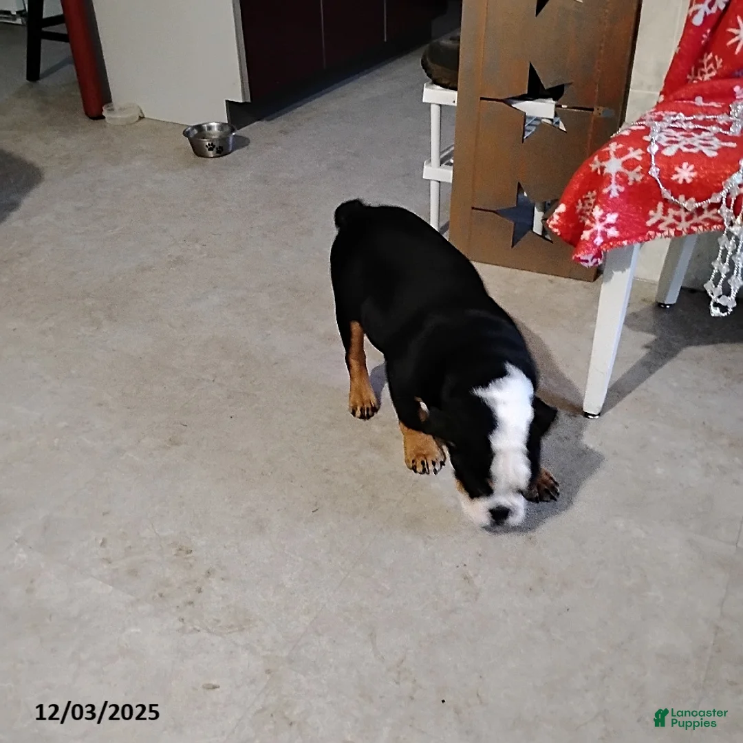 English Bulldog dogs for sale: Reuben - Ad 9