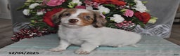 Miniature Dachshund dogs for sale: Chloe - Ad 3