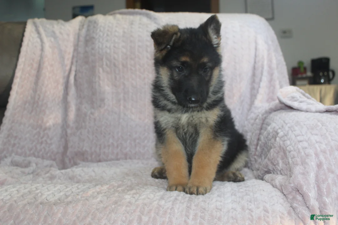 German Shepherd dogs for sale: Bullet - Ad 1