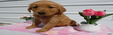 Golden Retriever Puppy 3 Lenora