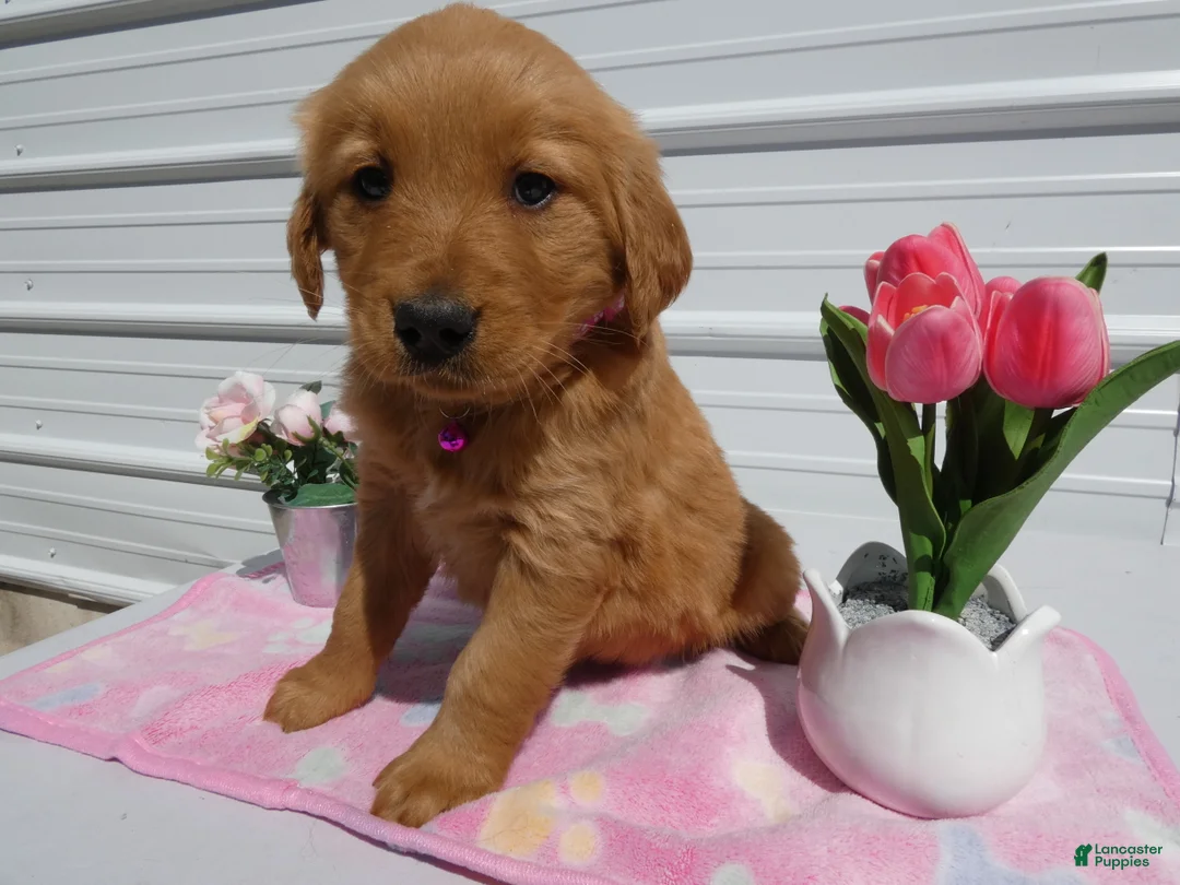 Golden Retriever dogs for sale: Golden Retriever Puppy 3 Lenora - Ad 1