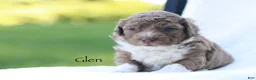 Mini Bernedoodle dogs for sale: Glen - Ad 3
