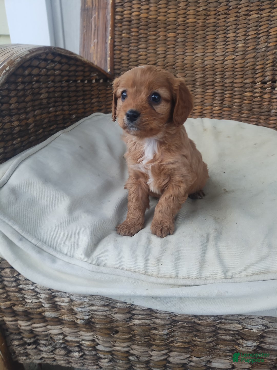 Cavapoo dogs for sale: Pearl  - Ad 1