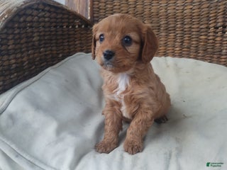 Cavapoo dogs Pearl - Ad 20
