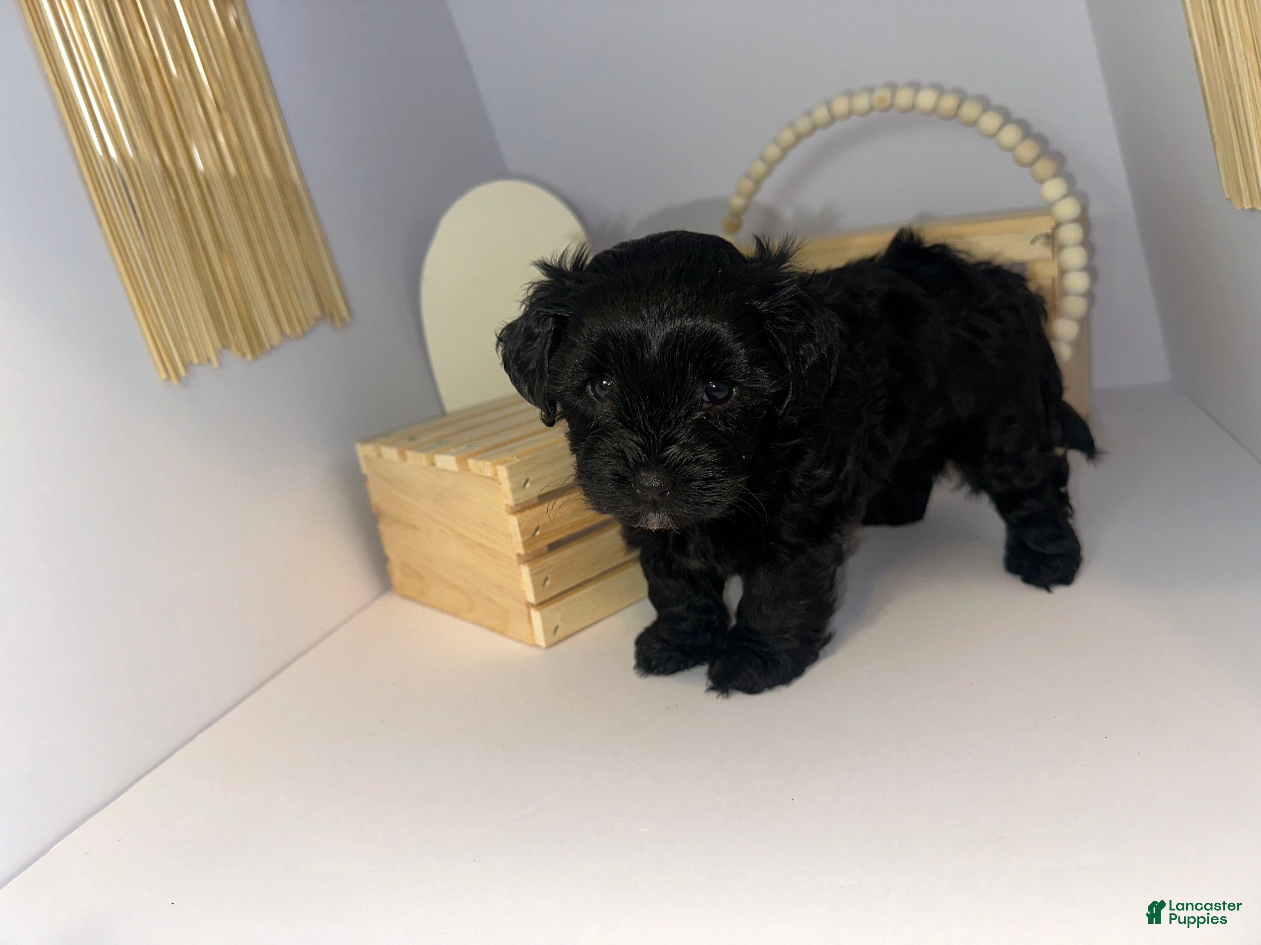 Mixed Breed dogs Princess  - Ad 1