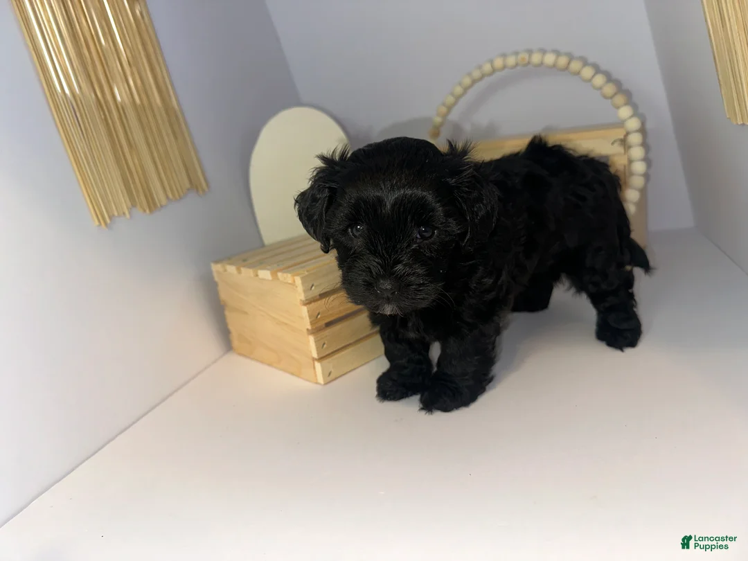 Mixed Breed dogs for sale: Princess  - Ad 1