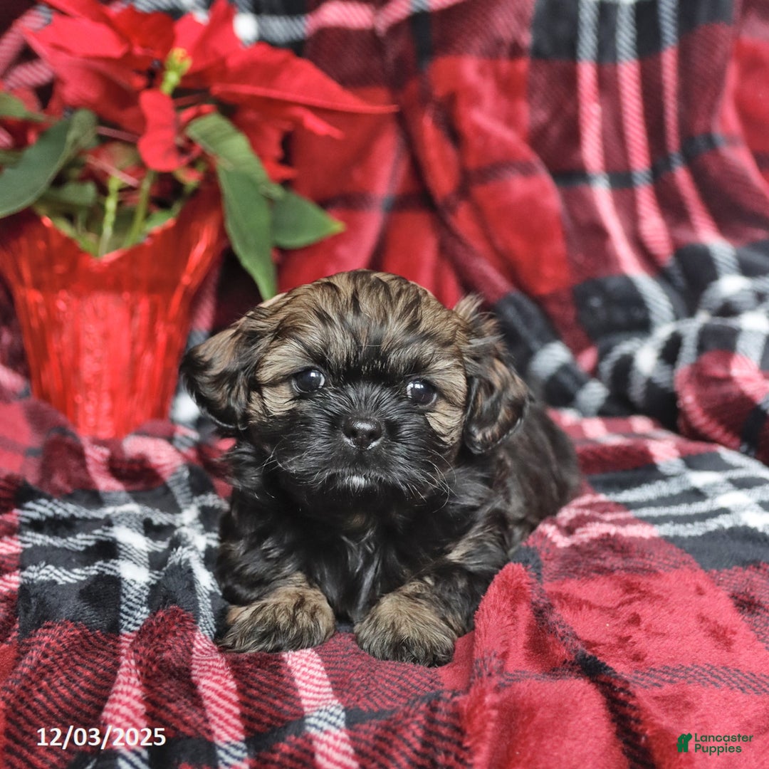 Mixed Breed dogs for sale: Darla - Ad 3