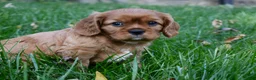 Cavalier King Charles Spaniel dogs for sale: Vincent - Ad 13