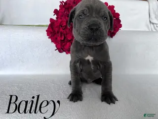 Cane Corso dogs Bailey - Ad 26