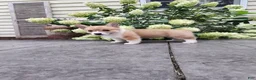 Welsh Corgi Pembroke dogs for sale: Welsh Corgi Pembroke 1 - Ad 6