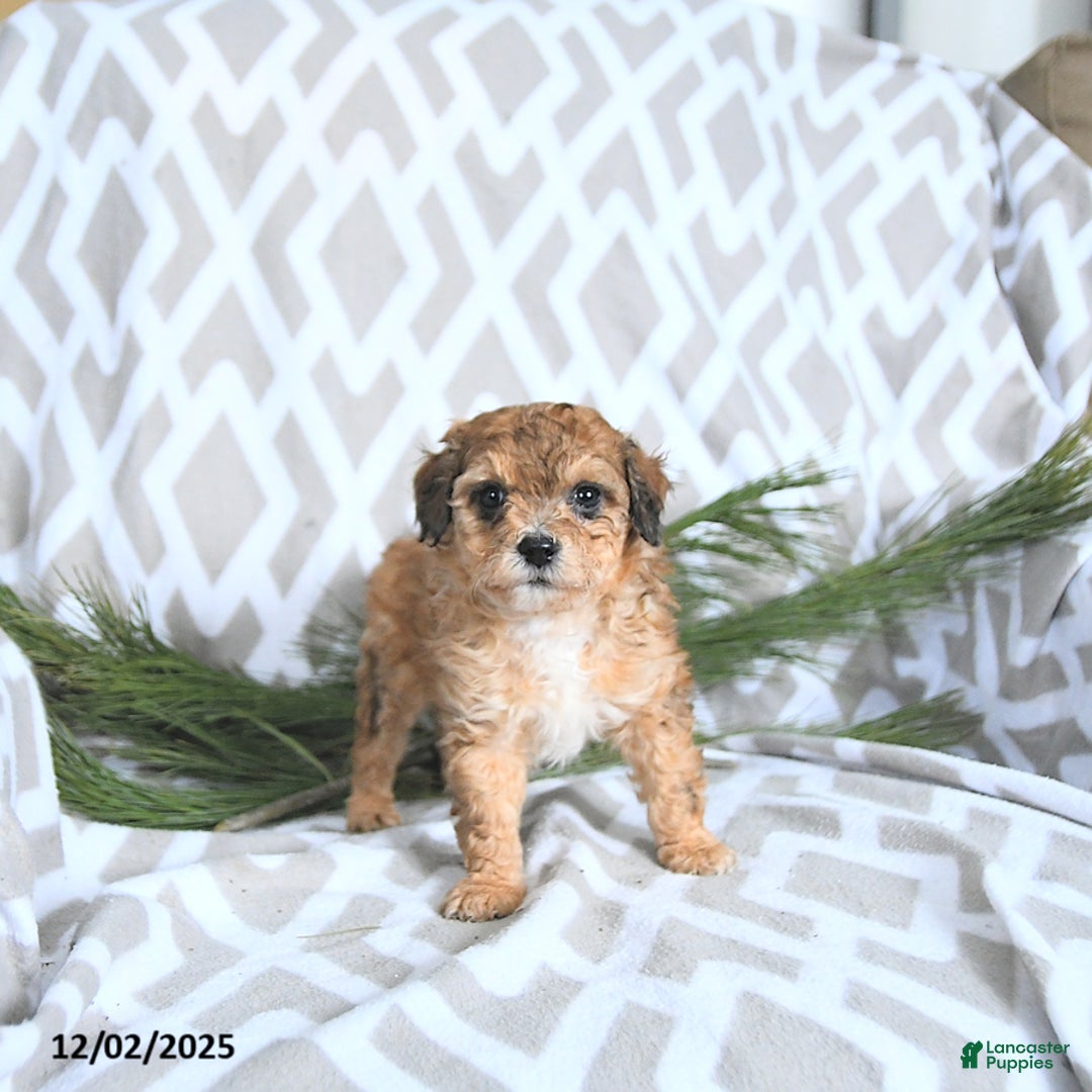 Maltipoo dogs for sale: Elf - Ad 4