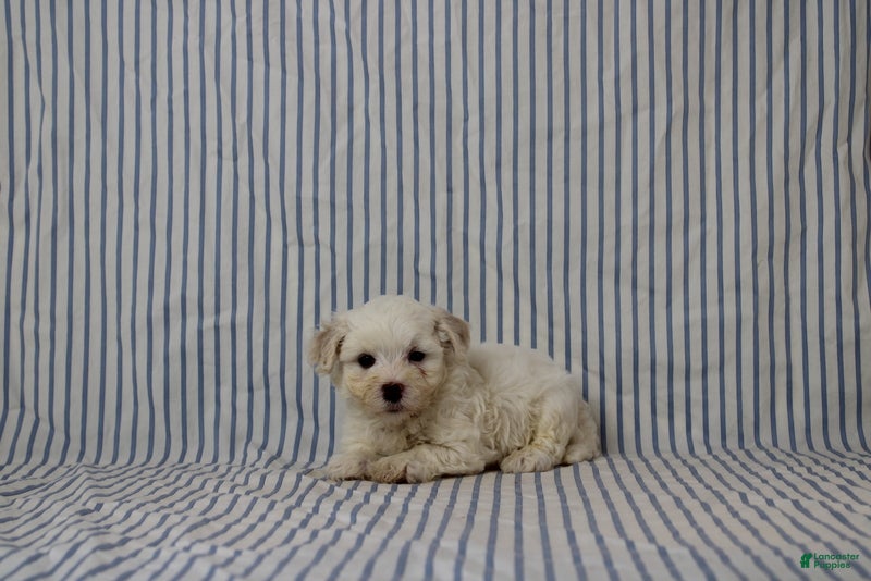 Maltipoo dogs Jonas - Ad 1