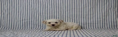 Jonas
