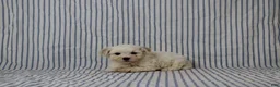Maltipoo dogs for sale: Jonas - Ad 1