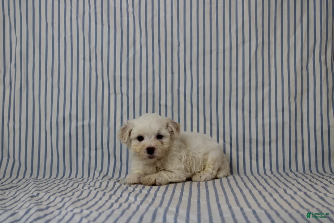 Maltipoo dogs for sale: Jonas - Ad 1