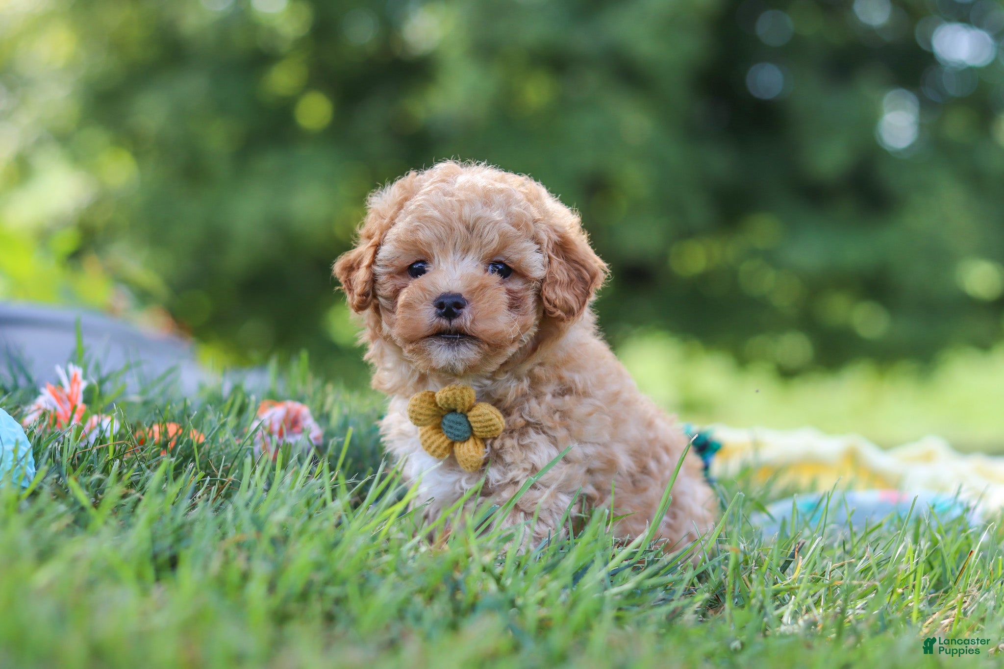 Yorkiepoo dogs Theo - Ad 1