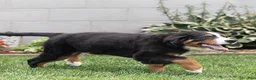 Bernese Mountain Dog dogs for sale: Bryan (Genetically Clear) Bernese Mountain Dog  - Ad 4