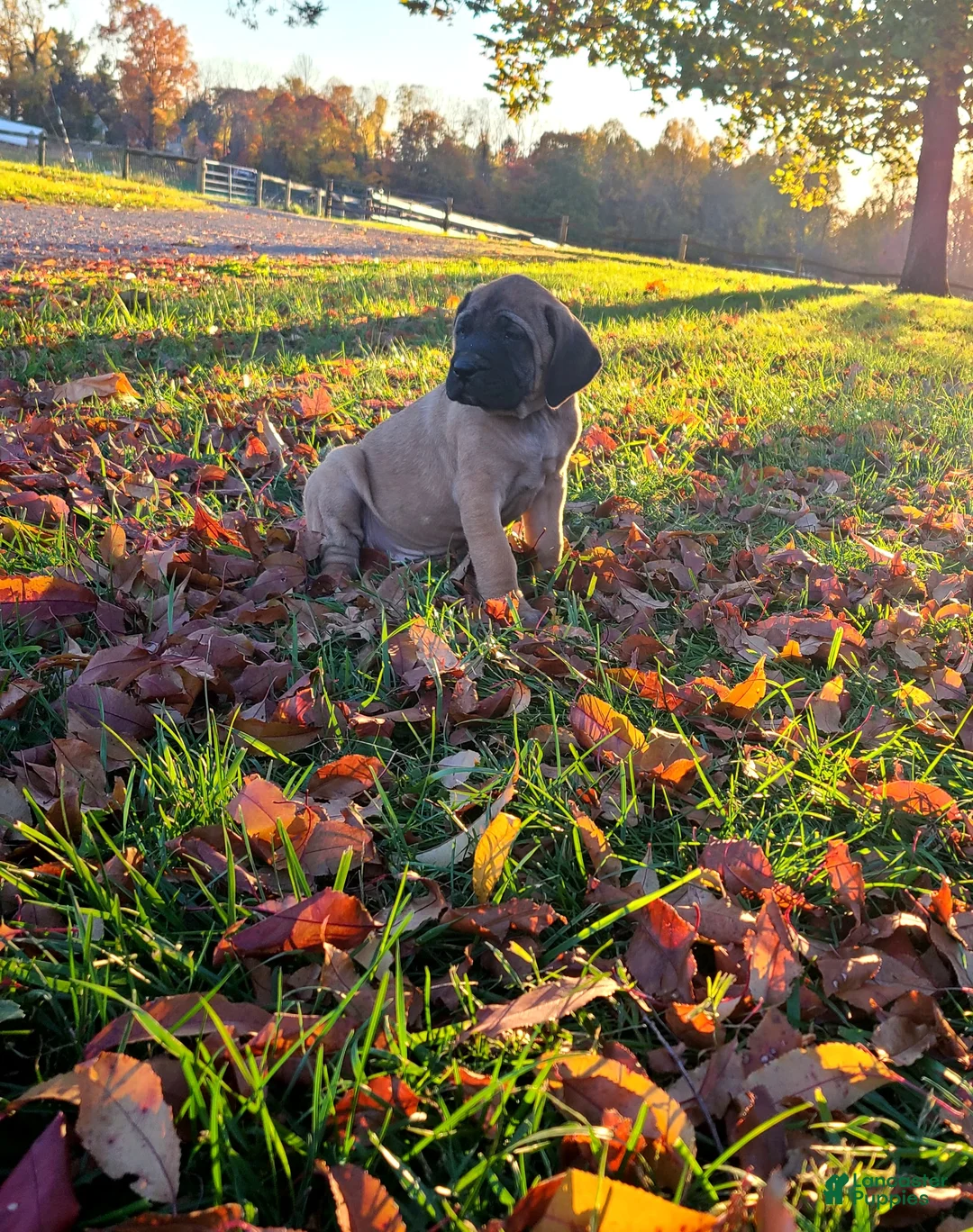 English Mastiff dogs for sale: Tootsie - Ad 1
