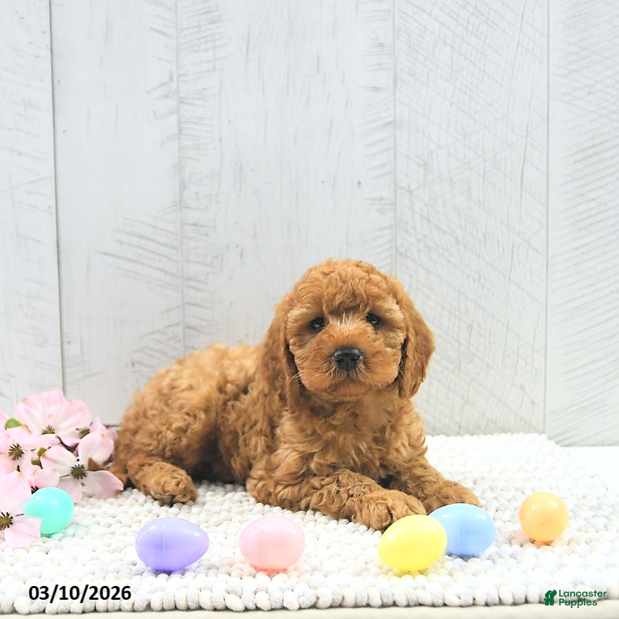 Mini Goldendoodle dogs Xavier - Ad 2