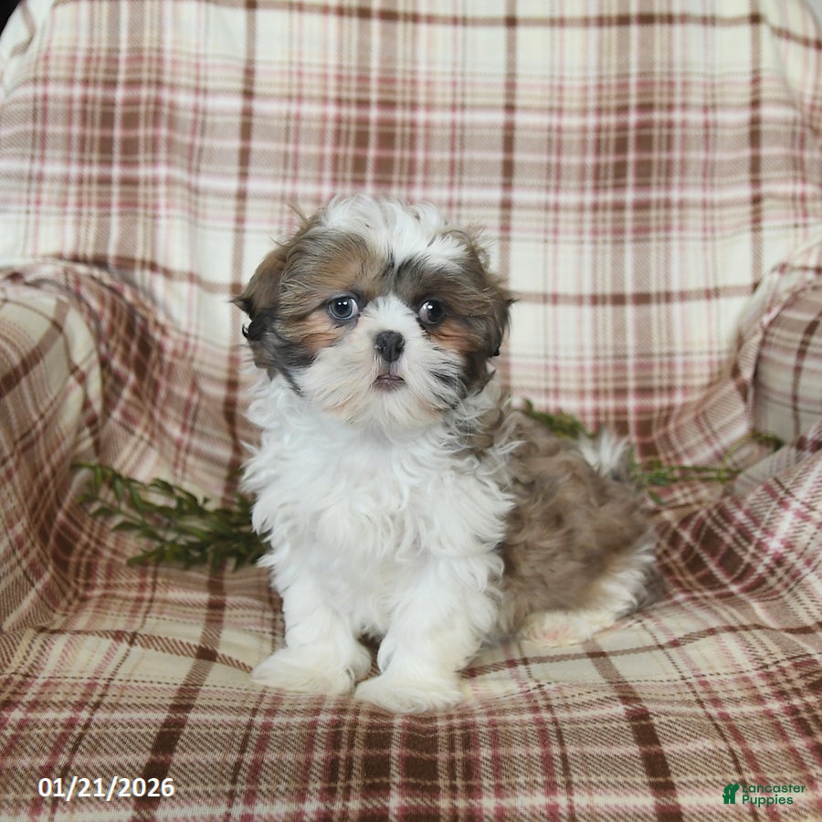 Shih Tzu dogs Lady - Ad 8