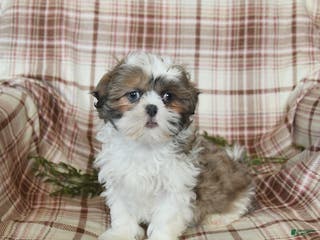 Shih Tzu dogs Lady - Ad 8