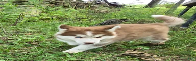 Petey