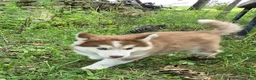 Siberian Husky dogs for sale: Petey - Ad 1