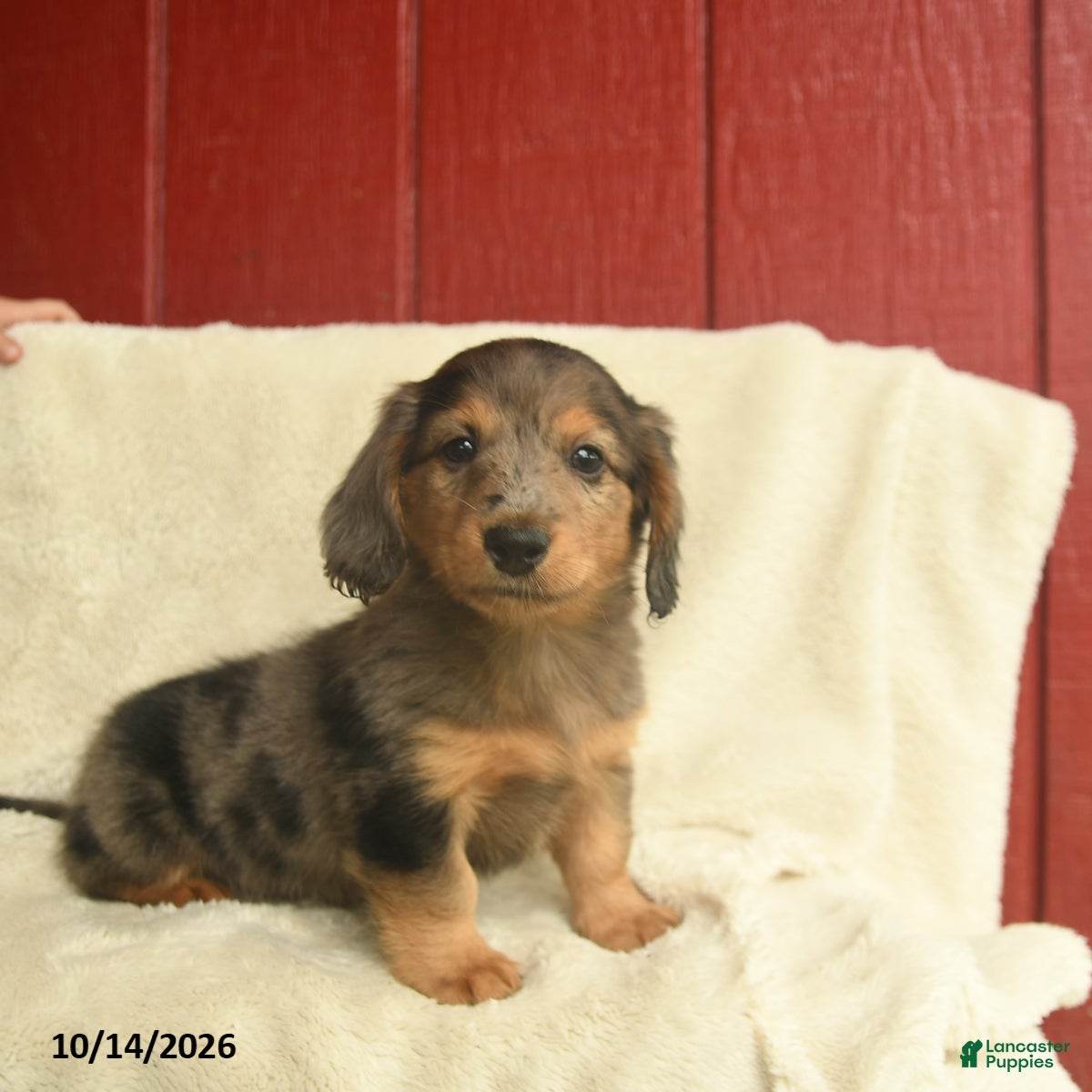 Dachshund dogs Louie - Ad 2