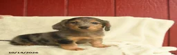 Dachshund dogs for sale: Louie - Ad 2