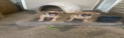 German Shepherd dogs for sale: Frack - Ad 7