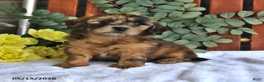 Cinnamon