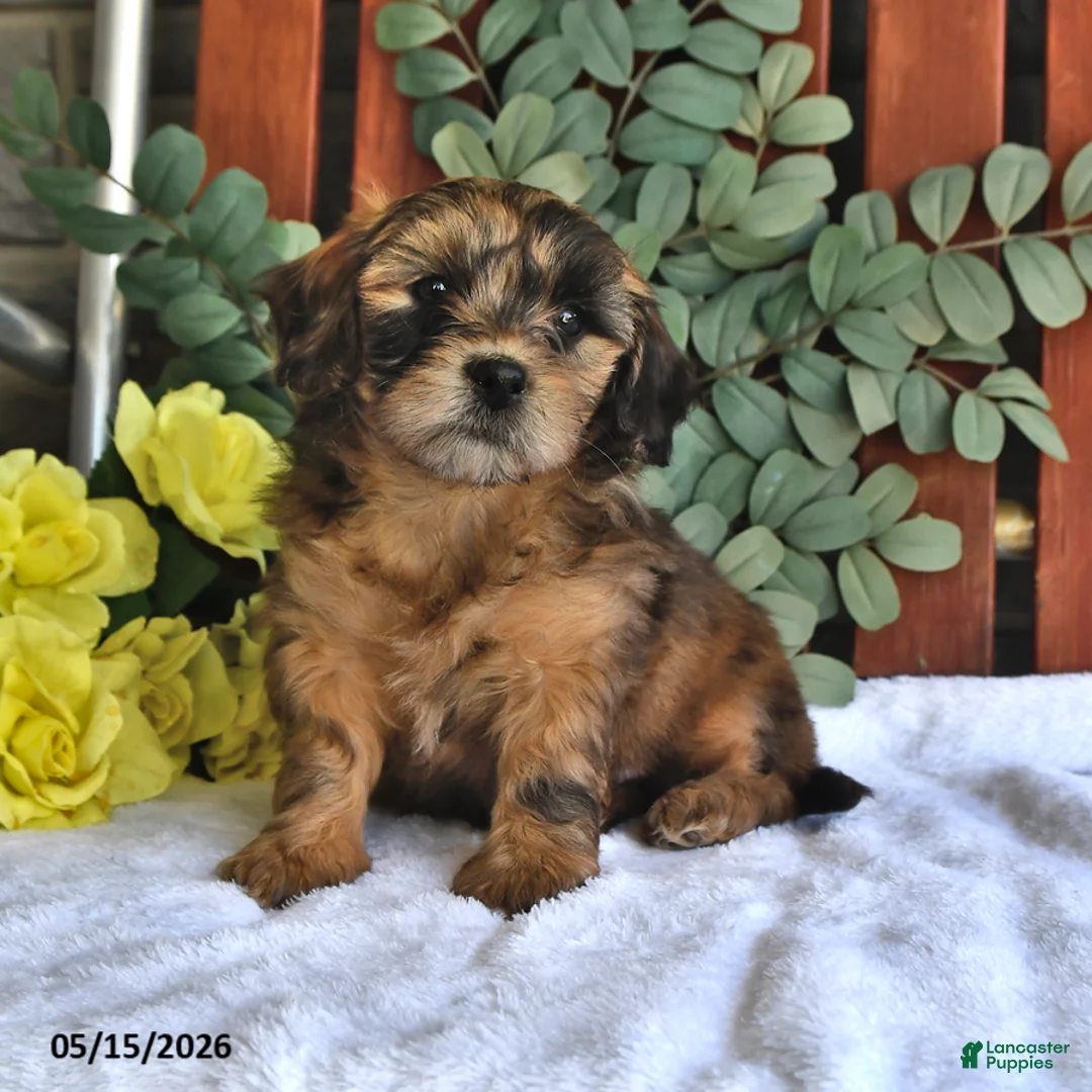 Shihpoo dogs for sale: Cinnamon - Ad 1