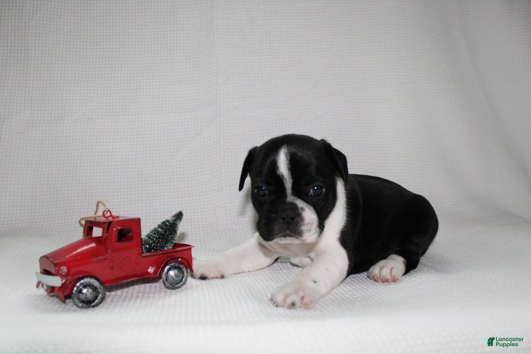 Frenchton dogs for sale: Maisy - Ad 2