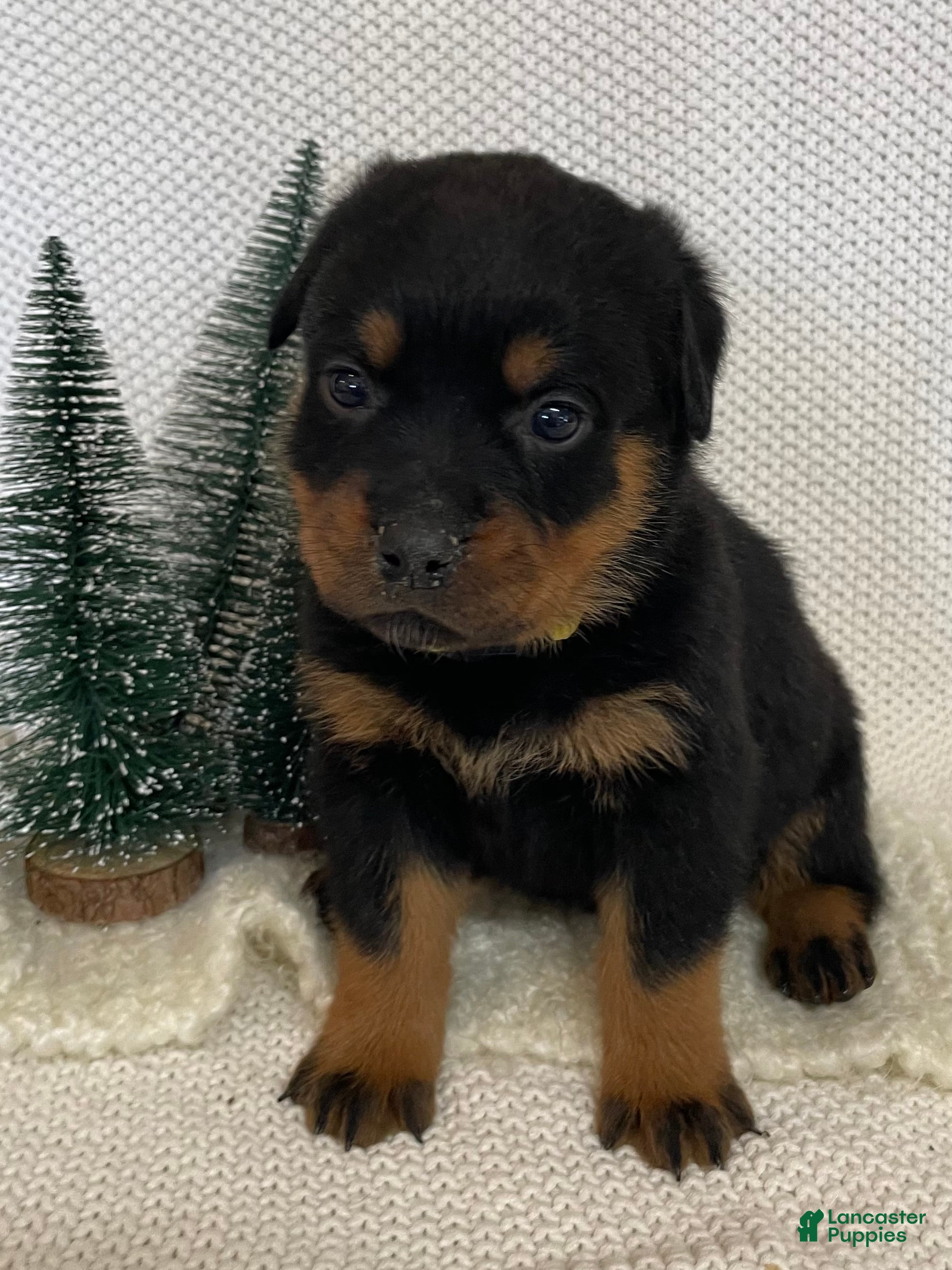 Rottweiler dogs Miss Yellow - Ad 3