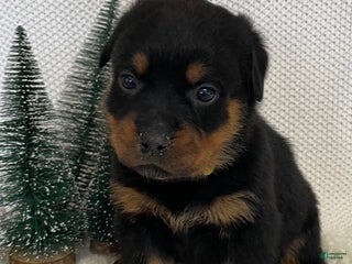 Rottweiler dogs Miss Yellow - Ad 32