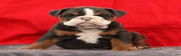 English Bulldog dogs for sale: Sierra - Ad 6