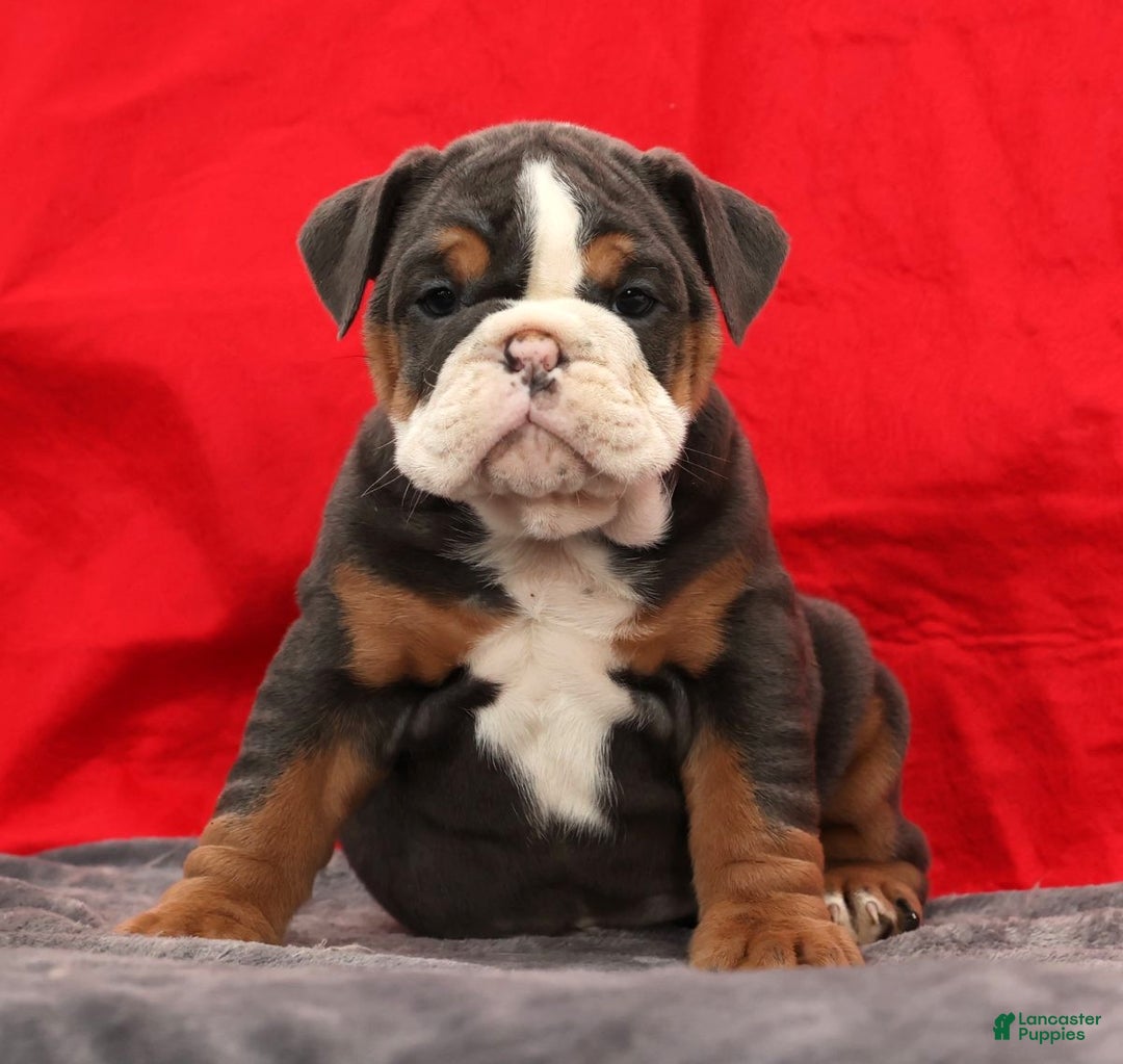 English Bulldog dogs for sale: Sierra - Ad 6