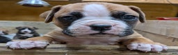 Boxer dogs for sale: Pilot - Ad 2
