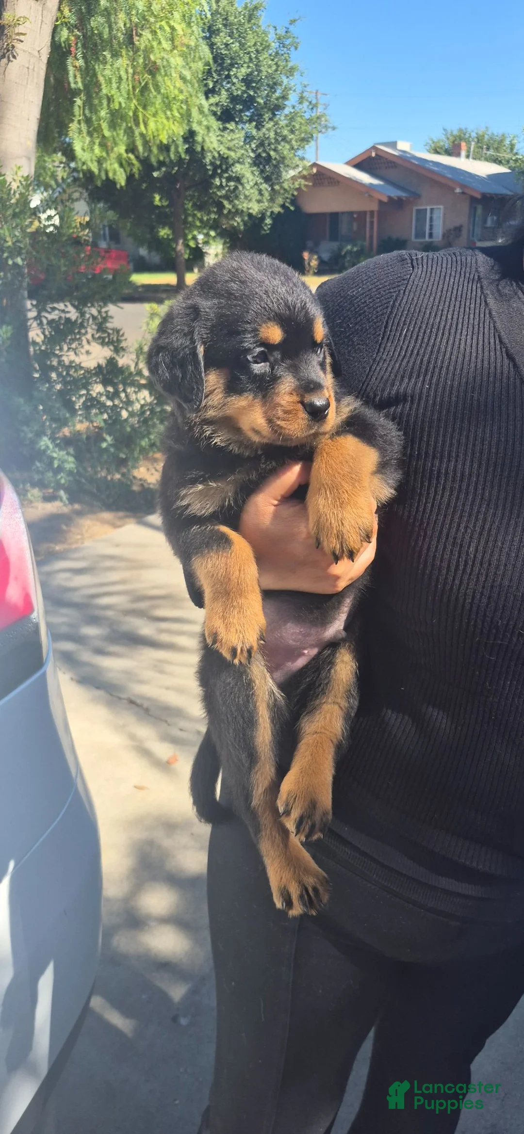 Rottweiler dogs for sale: Rottweiler 1 - Ad 1