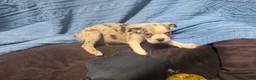 Mixed Breed dogs for sale: Cider - Ad 8