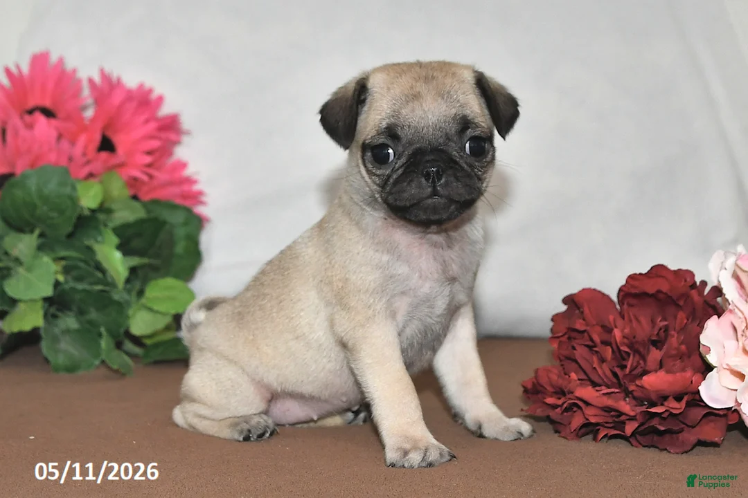 Pug dogs for sale: Princess - Ad 1
