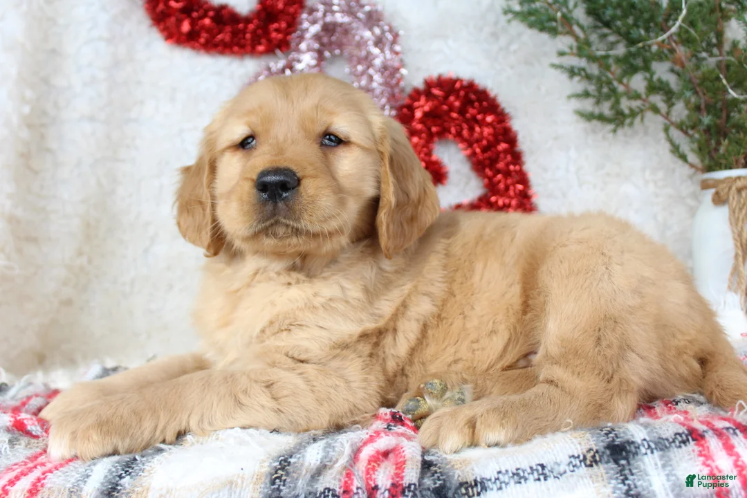 Golden Retriever dogs for sale: Murphy - Ad 3