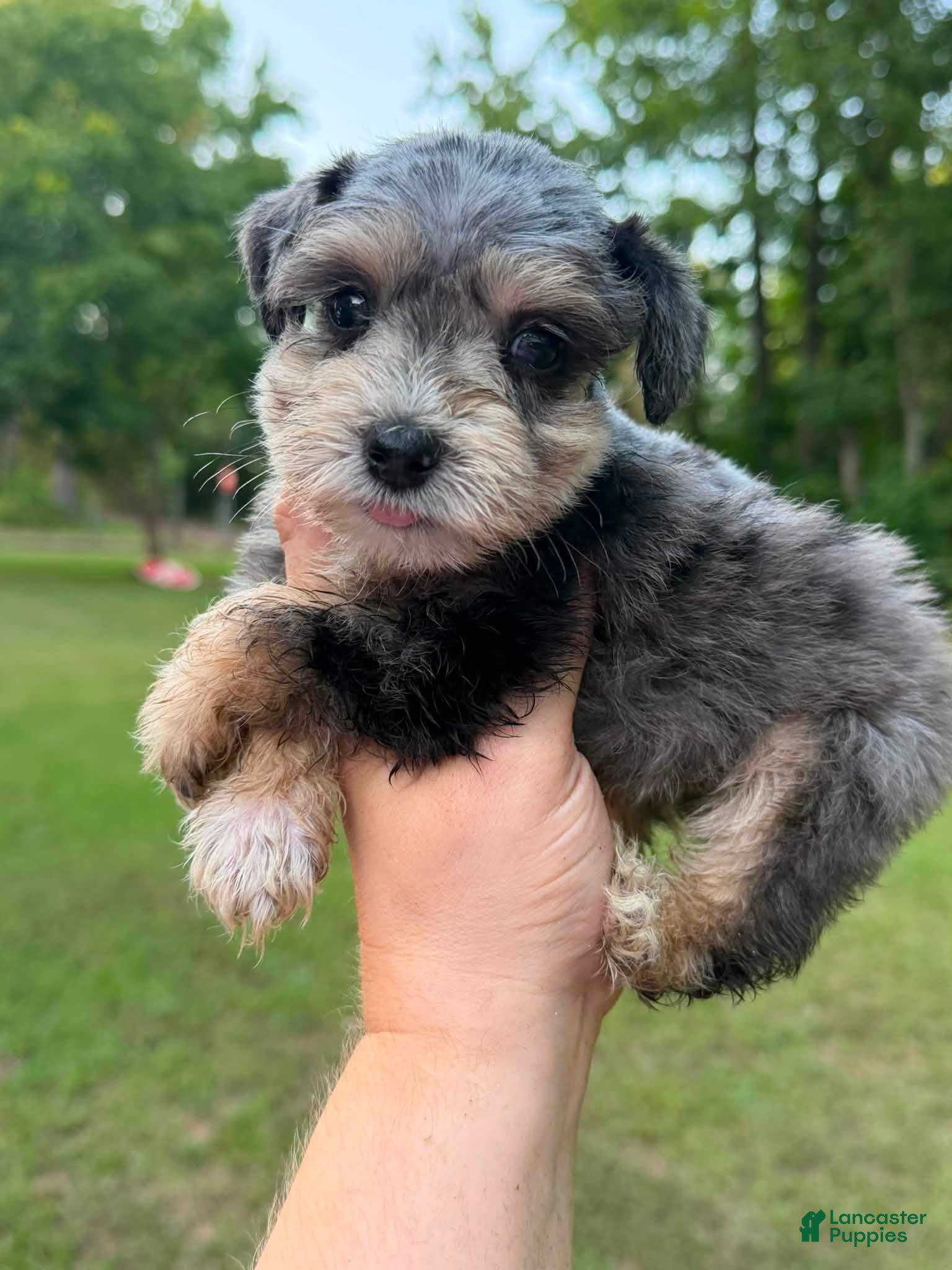 Miniature Schnauzer dogs for sale: Male 2 - Merle coat - Ad 1