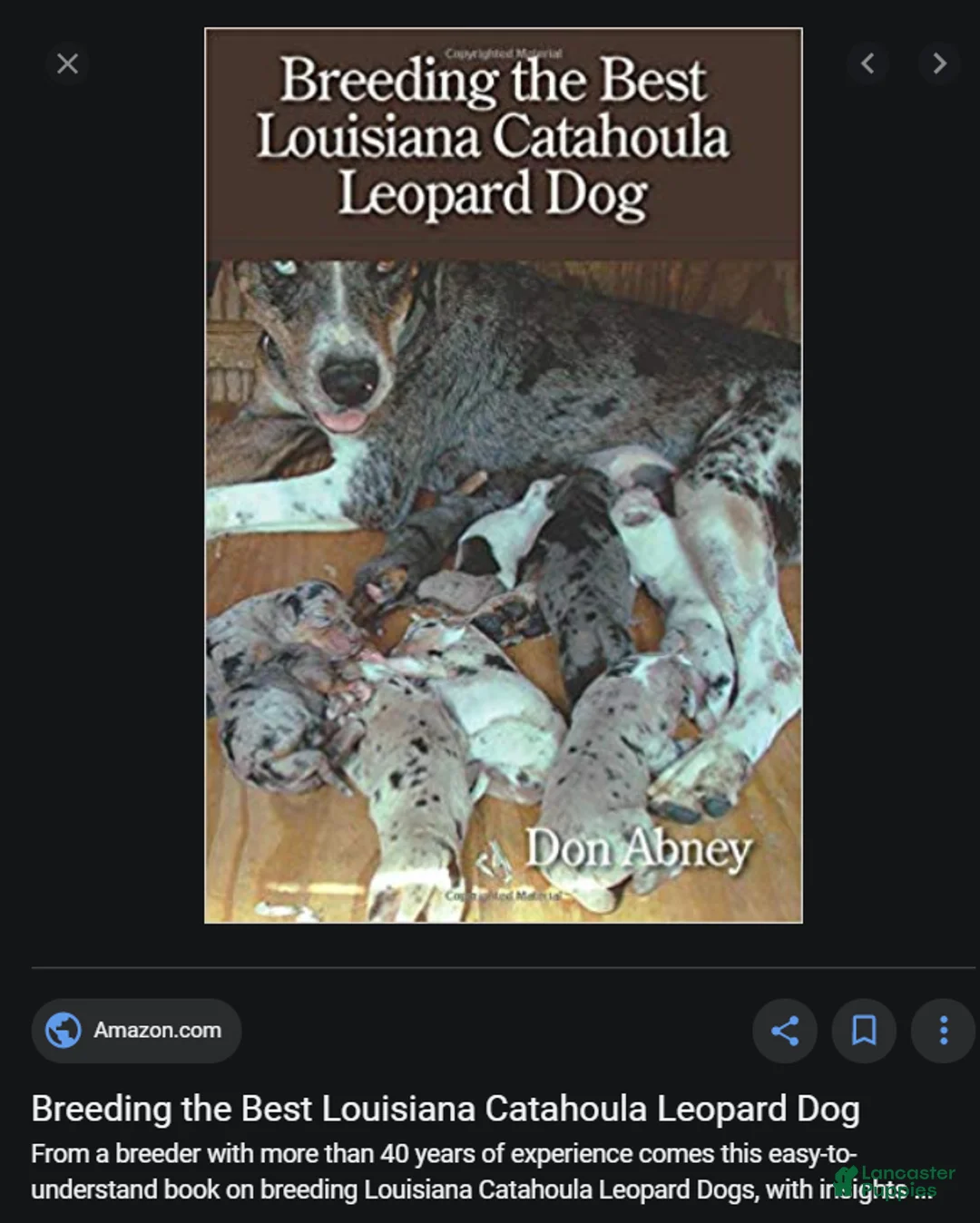 Catahoula Leopard Dog dogs for sale: Tala 2025 Female 2 - Ad 28