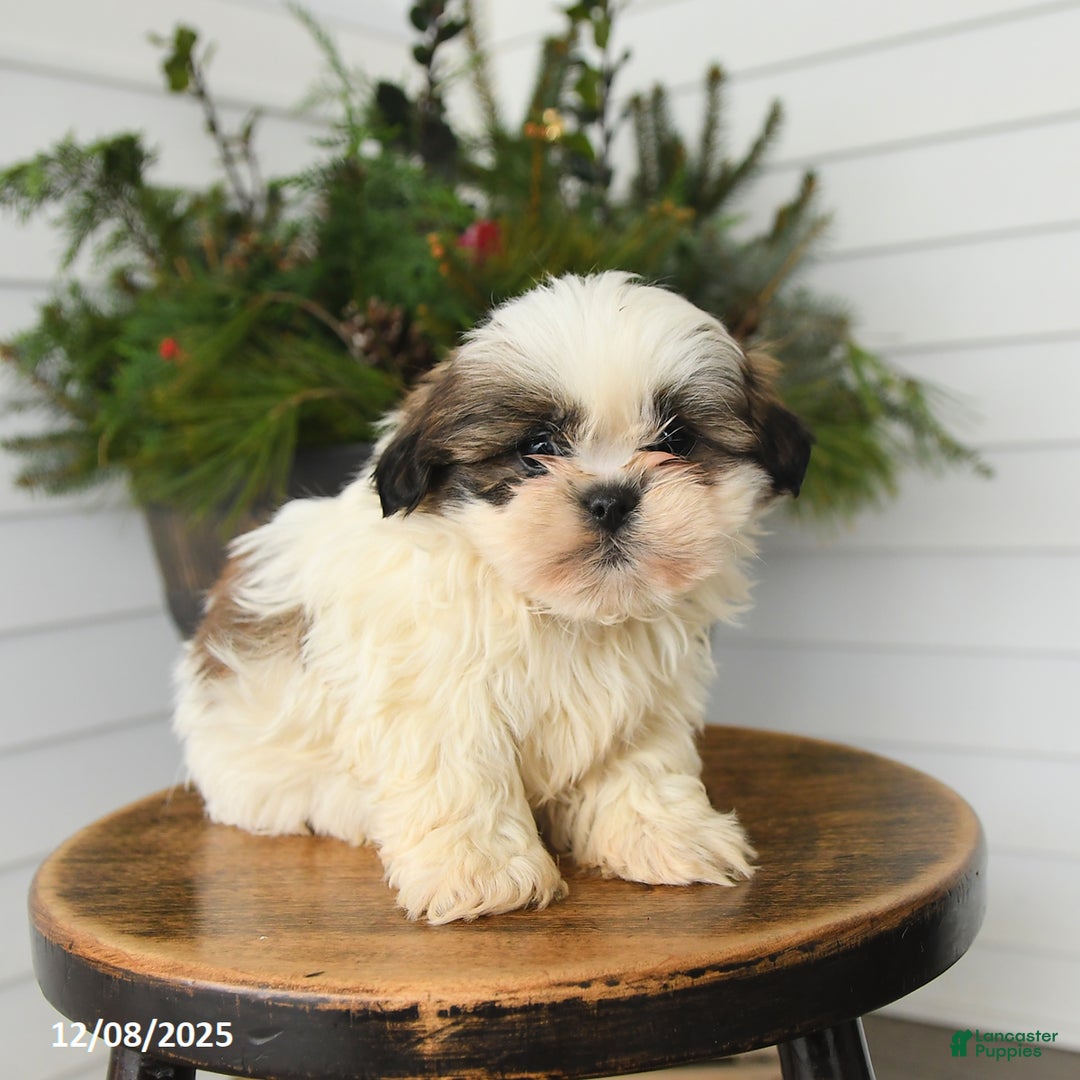 Shih Tzu dogs for sale: Monty - Ad 1
