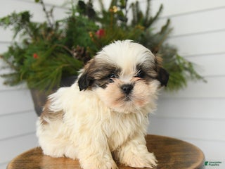 Shih Tzu dogs Monty - Ad 42