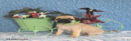 Pug dogs for sale: Larine - Ad 3